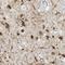 Intraflagellar Transport 27 antibody, NBP1-87170, Novus Biologicals, Immunohistochemistry paraffin image 