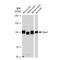 Rap Guanine Nucleotide Exchange Factor 3 antibody, GTX03246, GeneTex, Western Blot image 