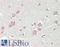 CBFA2/RUNX1 Partner Transcriptional Co-Repressor 2 antibody, LS-B14516, Lifespan Biosciences, Immunohistochemistry paraffin image 