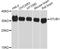 STIP1 Homology And U-Box Containing Protein 1 antibody, abx126673, Abbexa, Western Blot image 