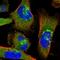 Archain 1 antibody, HPA037573, Atlas Antibodies, Immunofluorescence image 