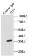 Aminoacyl TRNA Synthetase Complex Interacting Multifunctional Protein 2 antibody, FNab04453, FineTest, Immunoprecipitation image 