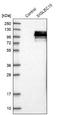 Sialic Acid Binding Ig Like Lectin 10 antibody, NBP1-82759, Novus Biologicals, Western Blot image 