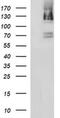 PMS1 Homolog 2, Mismatch Repair System Component antibody, MA5-26270, Invitrogen Antibodies, Western Blot image 