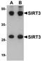NAD-dependent deacetylase sirtuin-3 antibody, orb75429, Biorbyt, Western Blot image 