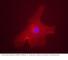 MLX Interacting Protein Like antibody, NB400-135H, Novus Biologicals, Immunocytochemistry image 
