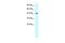 Lim3 antibody, PA5-40754, Invitrogen Antibodies, Western Blot image 