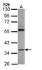 Unr antibody, orb315641, Biorbyt, Western Blot image 