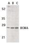 TNF Receptor Superfamily Member 17 antibody, PA5-19973, Invitrogen Antibodies, Western Blot image 