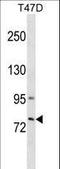 Galactosidase Beta 1 Like 3 antibody, LS-C159735, Lifespan Biosciences, Western Blot image 