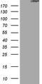 Stabilin-2 antibody, LS-C339945, Lifespan Biosciences, Western Blot image 