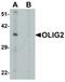 Oligodendrocyte Transcription Factor 2 antibody, LS-C336155, Lifespan Biosciences, Western Blot image 