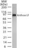Lethal factor antibody, MA1-41075, Invitrogen Antibodies, Western Blot image 