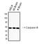 Caspase 8 antibody, GTX34167, GeneTex, Western Blot image 