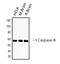 Caspase 8 antibody, GTX34167, GeneTex, Western Blot image 