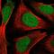 Zinc Finger Protein 580 antibody, HPA054058, Atlas Antibodies, Immunofluorescence image 
