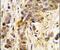 Isoleucyl-TRNA Synthetase 2, Mitochondrial antibody, PA5-14991, Invitrogen Antibodies, Immunohistochemistry frozen image 