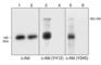 ABL Proto-Oncogene 1, Non-Receptor Tyrosine Kinase antibody, AP1271, ECM Biosciences, Western Blot image 