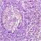 Frizzled Class Receptor 1 antibody, orb101681, Biorbyt, Immunohistochemistry paraffin image 