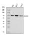 Nucleus Accumbens Associated 1 antibody, A08675-3, Boster Biological Technology, Western Blot image 