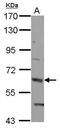 Occludin antibody, PA5-30230, Invitrogen Antibodies, Western Blot image 