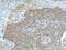 Kinase Insert Domain Receptor antibody, 26415-1-AP, Proteintech Group, Enzyme Linked Immunosorbent Assay image 