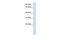 Ganglioside Induced Differentiation Associated Protein 1 Like 1 antibody, PA5-69627, Invitrogen Antibodies, Western Blot image 