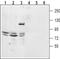 Two Pore Segment Channel 2 antibody, PA5-77336, Invitrogen Antibodies, Western Blot image 