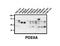 Phosphodiesterase 9A antibody, LS-C82355, Lifespan Biosciences, Western Blot image 