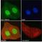 F-Box Protein 44 antibody, NBP1-51915, Novus Biologicals, Immunofluorescence image 