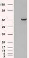 Growth Factor Receptor Bound Protein 7 antibody, GTX89926, GeneTex, Western Blot image 