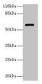 Putative glycerol kinase 3 antibody, CSB-PA614527LA01HU, Cusabio, Western Blot image 