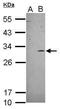 DNA Damage Inducible Transcript 3 antibody, PA5-29583, Invitrogen Antibodies, Western Blot image 