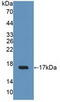 UPII antibody, abx131673, Abbexa, Western Blot image 