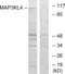 Mitogen-Activated Protein Kinase Kinase Kinase 21 antibody, abx013655, Abbexa, Western Blot image 
