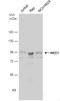 WEE1hu antibody, NBP1-33506, Novus Biologicals, Western Blot image 