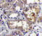 CASP2 And RIPK1 Domain Containing Adaptor With Death Domain antibody, 1117, ProSci, Immunohistochemistry frozen image 