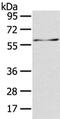 5-Aminoimidazole-4-Carboxamide Ribonucleotide Formyltransferase/IMP Cyclohydrolase antibody, CSB-PA136284, Cusabio, Western Blot image 