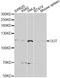 O-Linked N-Acetylglucosamine (GlcNAc) Transferase antibody, STJ111128, St John