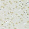 Glucose-6-phosphate translocase antibody, 15-605, ProSci, Immunohistochemistry frozen image 