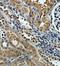 Zinc Finger Protein 287 antibody, orb78409, Biorbyt, Immunohistochemistry paraffin image 