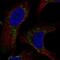 Matrix AAA Peptidase Interacting Protein 1 antibody, NBP2-56654, Novus Biologicals, Immunofluorescence image 