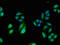 Tectonic Family Member 3 antibody, orb51710, Biorbyt, Immunofluorescence image 