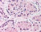 HIF1-alpha antibody, LS-C140822, Lifespan Biosciences, Immunohistochemistry frozen image 