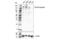 Colony Stimulating Factor 1 Receptor antibody, 28917S, Cell Signaling Technology, Western Blot image 