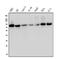 Mediator Complex Subunit 15 antibody, M03568, Boster Biological Technology, Western Blot image 