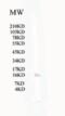 Guided Entry Of Tail-Anchored Proteins Factor 1 antibody, XG-6199, ProSci, Western Blot image 