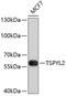 Testis-specific Y-encoded-like protein 2 antibody, 23-723, ProSci, Western Blot image 