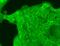 Sodium Voltage-Gated Channel Alpha Subunit 10 antibody, MA5-27663, Invitrogen Antibodies, Immunofluorescence image 
