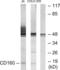 CD160 antigen antibody, LS-C119399, Lifespan Biosciences, Western Blot image 